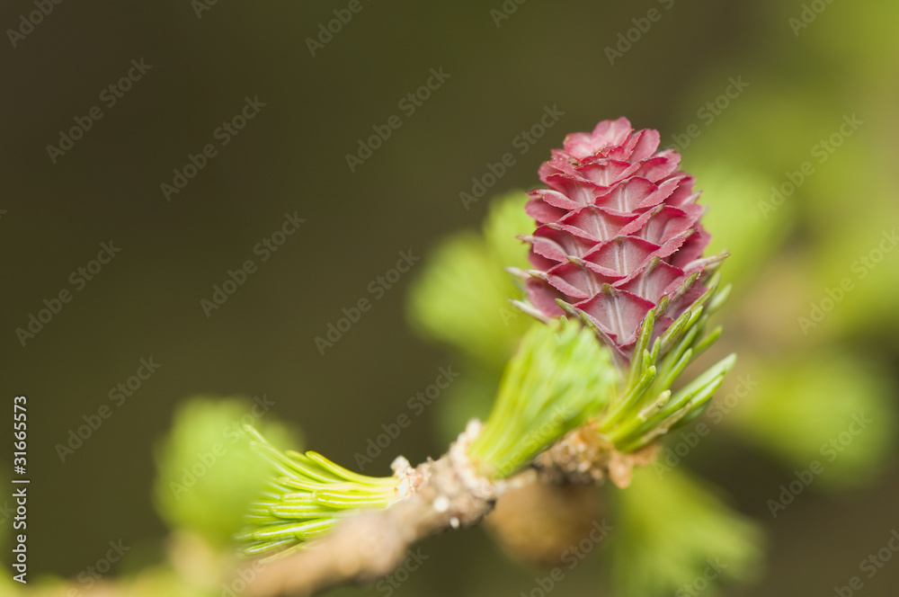 Larix - larch flower