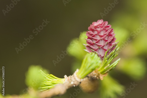 Obraz na płótnie Larix - larch flower w salonie