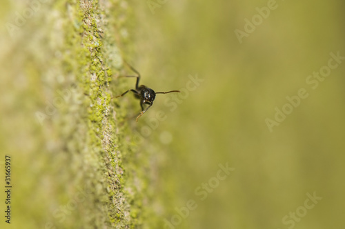 Black ant © Gucio_55