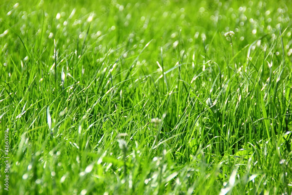 Gras Gras