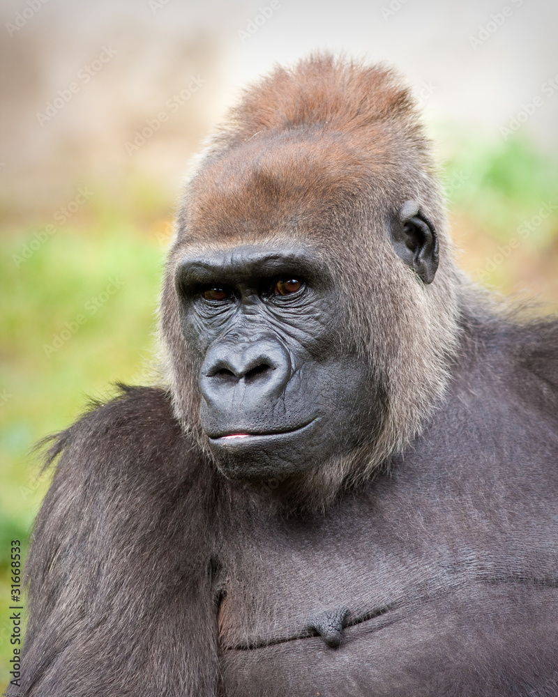 Female Gorilla Female Gorilla