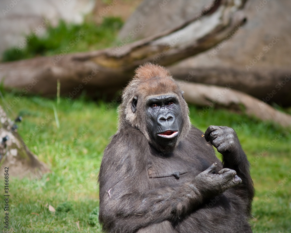 Obraz premium Female Gorilla