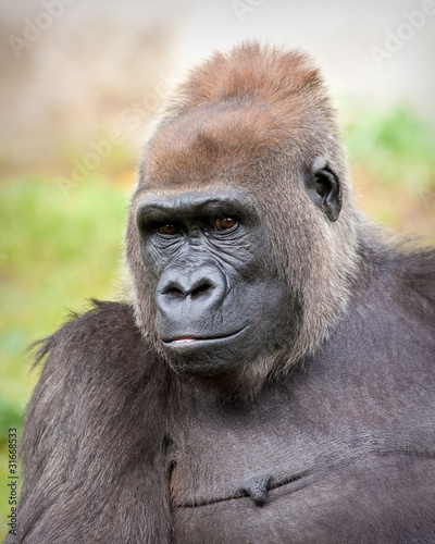 Female Gorilla © Jean-Edouard Rozey