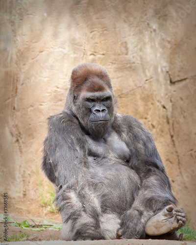 Male Gorilla © Jean-Edouard Rozey