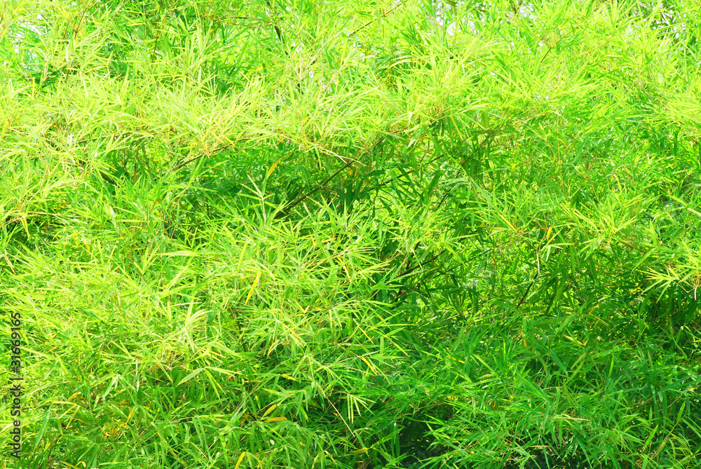 the green bamboo leaf texture in nature the green bamboo leaf texture in nature