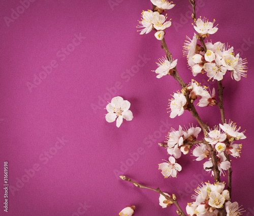 Spring Blossom over pink background