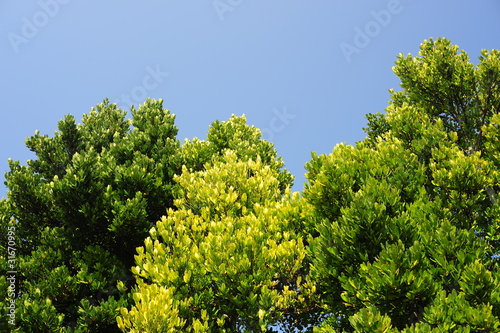 Fukugi tree-1 photo