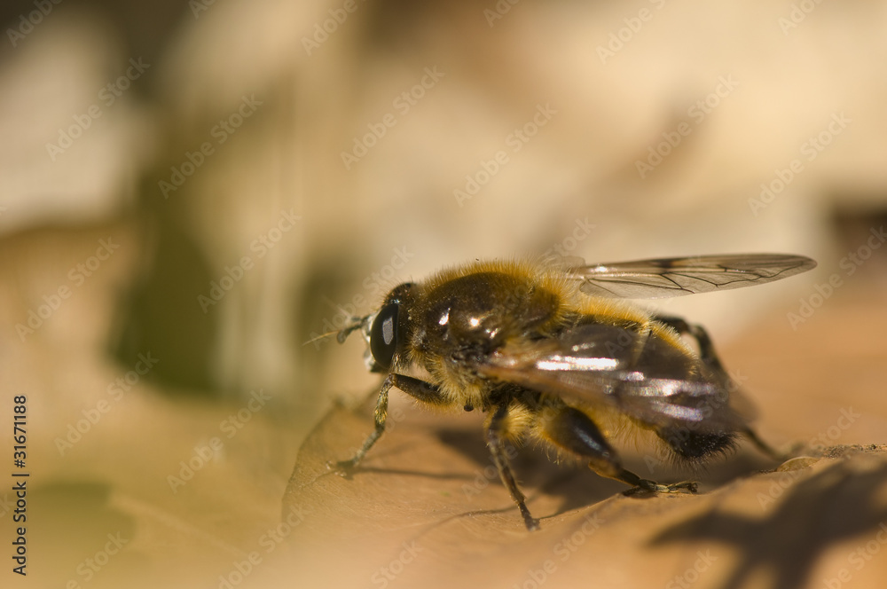 Brachypalpus valgus Brachypalpus valgus