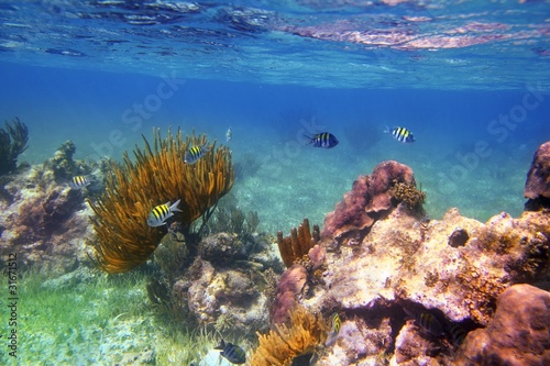 Sergeant Major fishes in caribbean reef Mexico © lunamarina