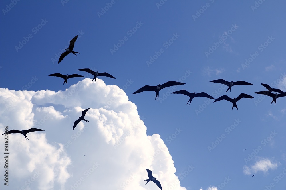 Fototapeta premium frigate bird silhouette backlight breeding season