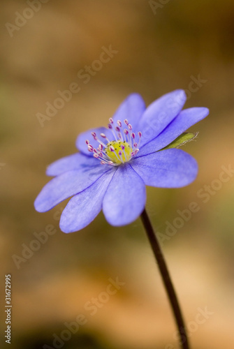 light blue hepatica