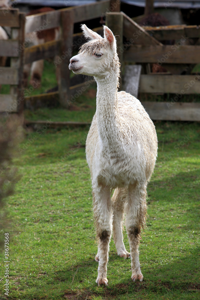 young lama in farm young lama in farm