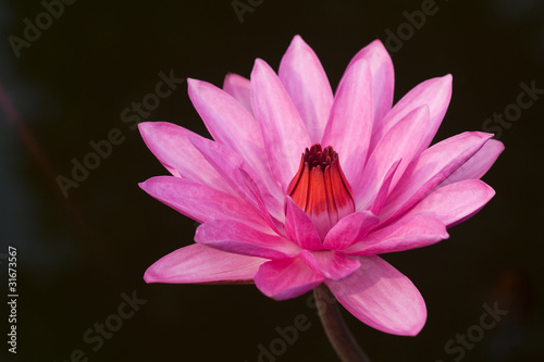 Pink waterlily