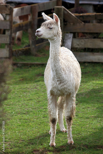 young lama in farm