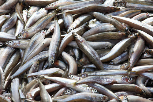 Fresh small fish: anchovy, sardines, sprat