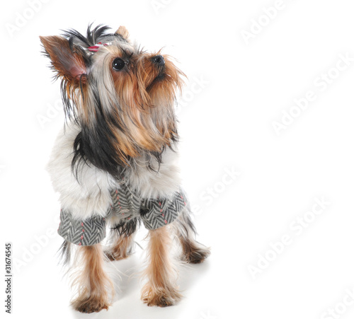 Yorkshire Terrier photo