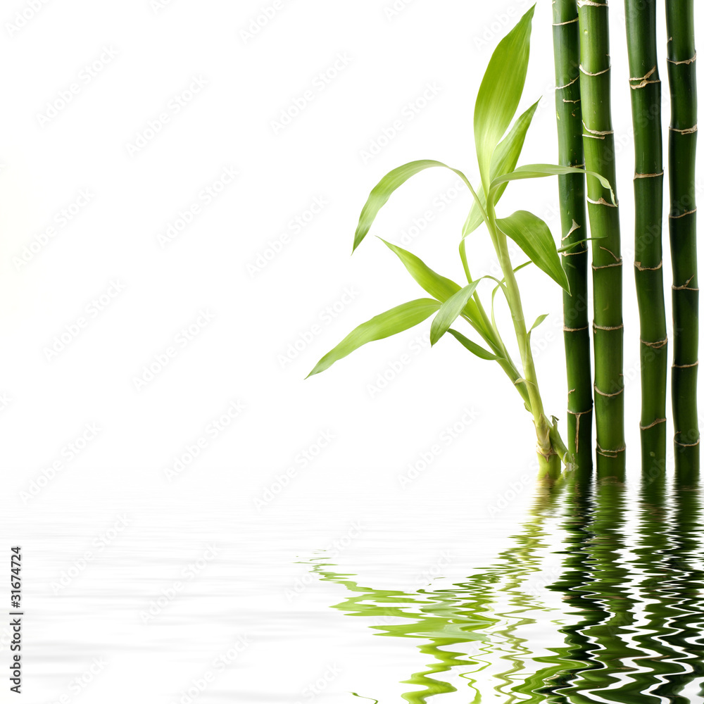Fototapeta premium Reflection of Fresh bamboo