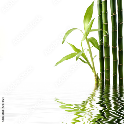 Reflection of Fresh bamboo