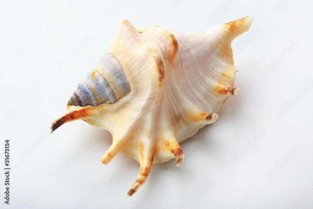 The seashell