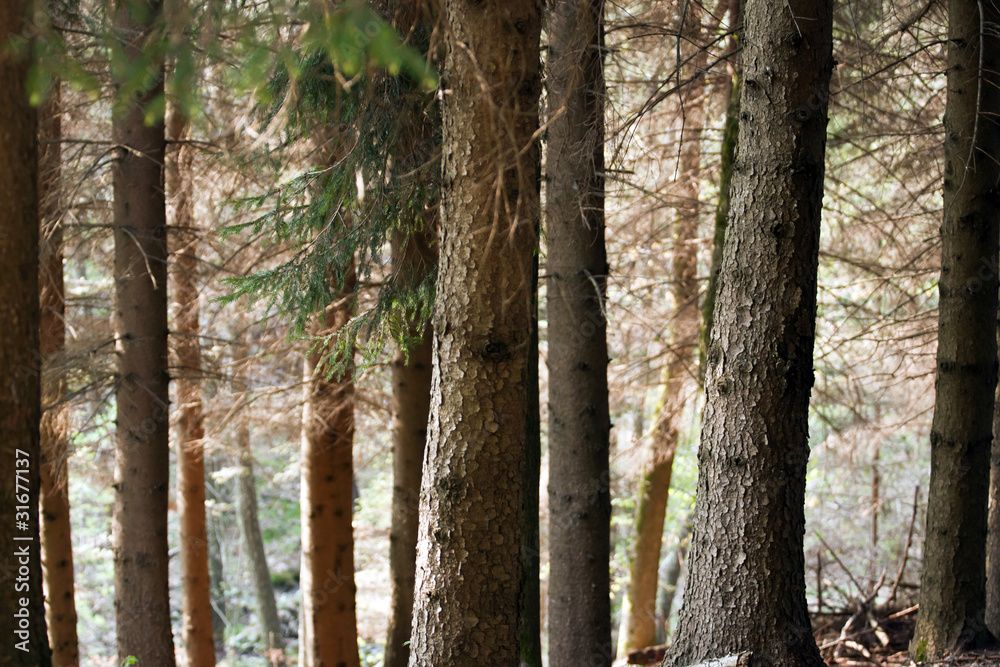 pine trunks in a coniferous forest