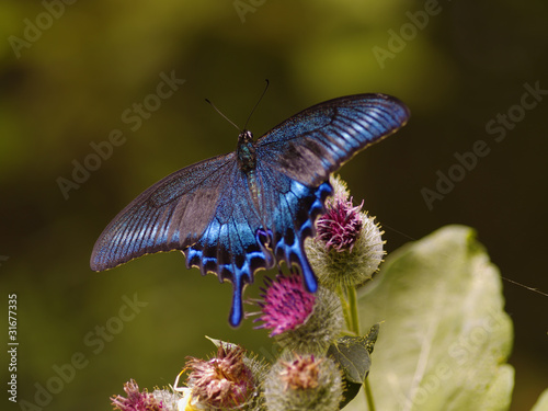 The black-blue butterfly on a thistle flower