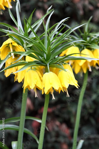 Fritillaria imperialis (Crown Imperial)