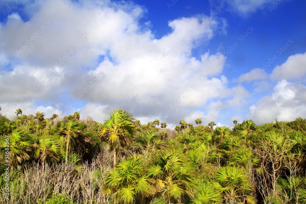 Chit palm trees jungle in Tulum Mayan Riveira Mexico