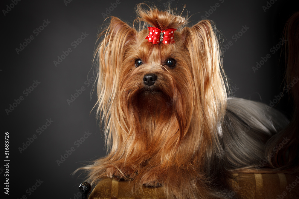 Naklejka premium Yorkshire Terrier