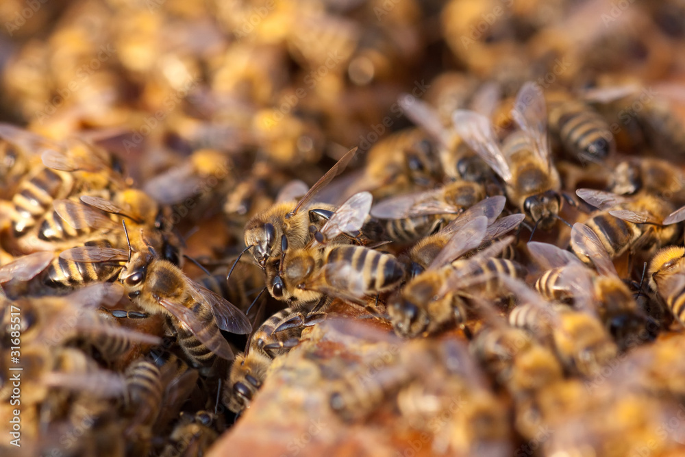 little bees in early spring time little bees in early spring time