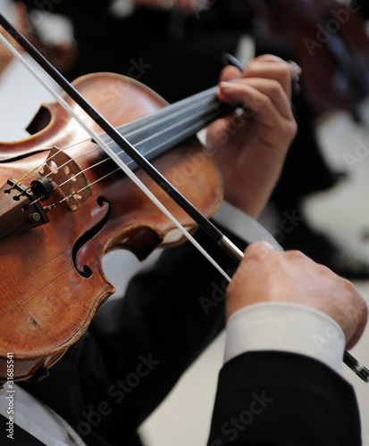 violino