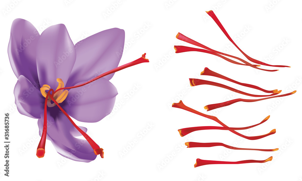 fiore di zafferano e stimmi rossi - obrazy, fototapety, plakaty 
