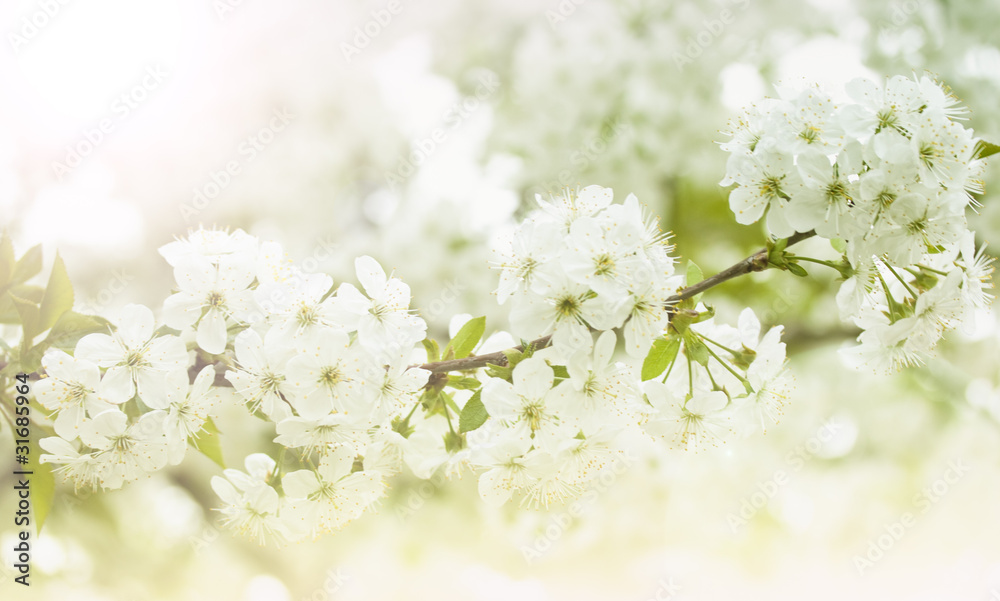 Fototapeta premium Spring blooming cherry flowers branch