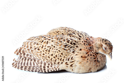 Canvas Print Falcon isolated