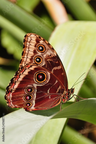 Common Blue Morpho Butterfly photo