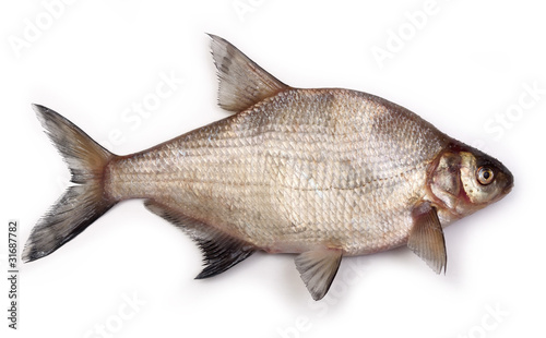 bream on a white background