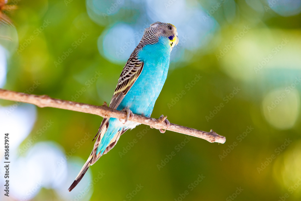Naklejka premium Budgerigars on branch