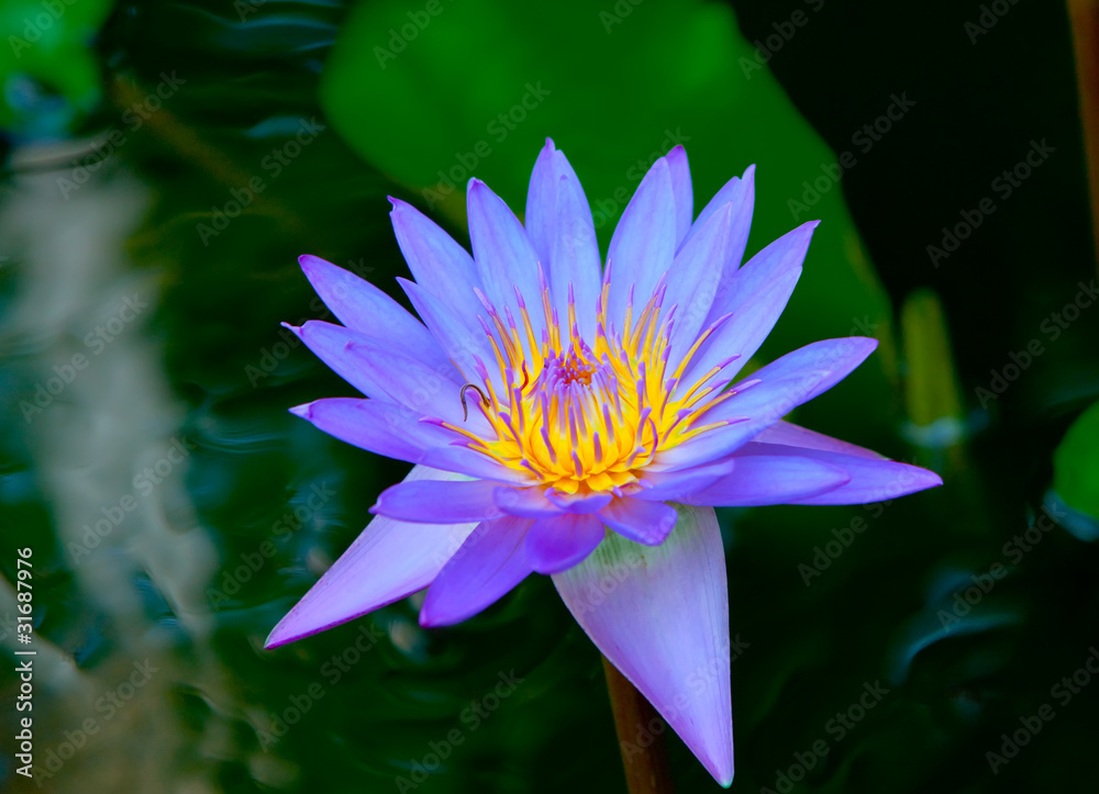 Lotus flower Lotus flower
