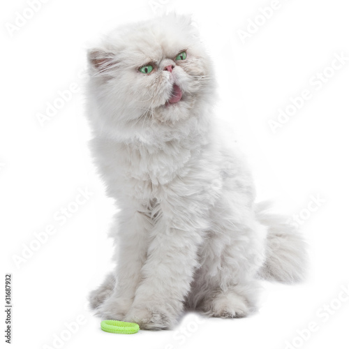 white Persian cat