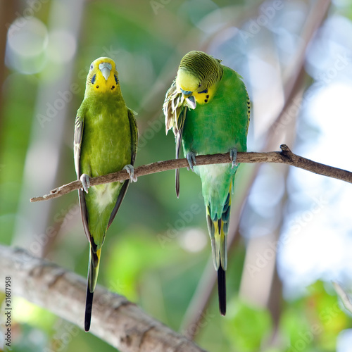 Budgerigars  on branch photo