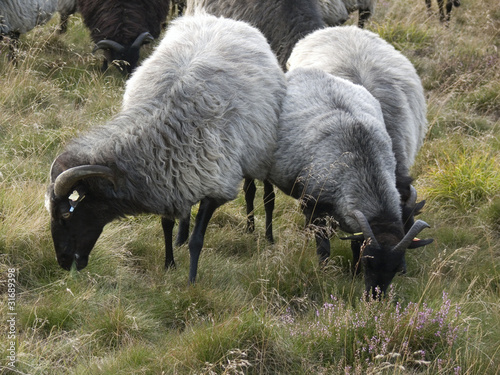 Heidschnucken - Moorland sheep