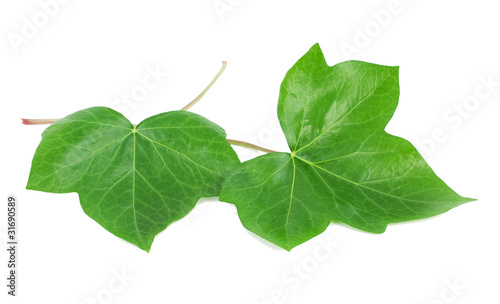Green leaves of an ivy (Hedera L.)
