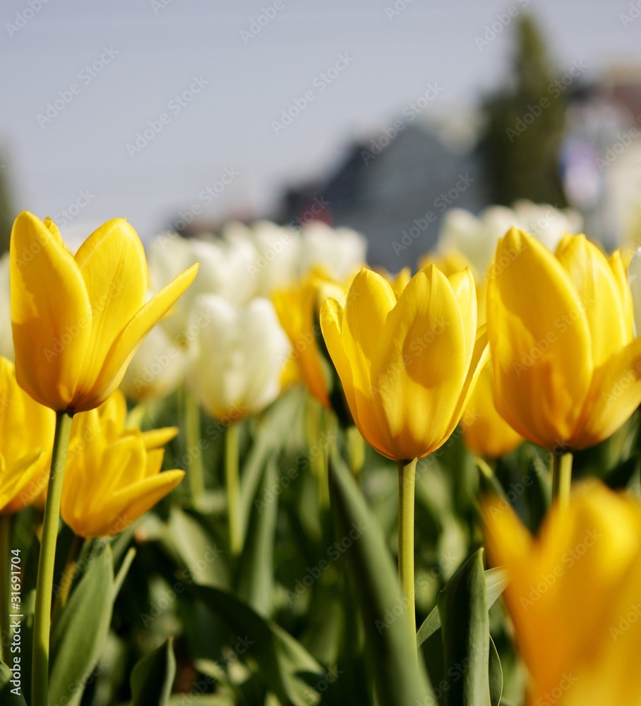 Naklejka premium Tulpen