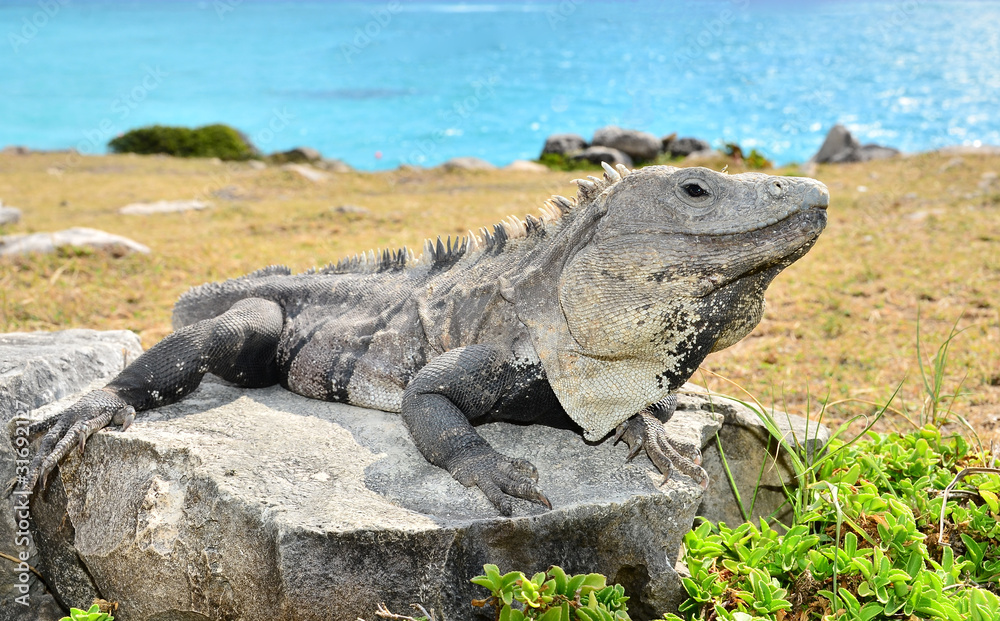 Fototapeta premium Iguana (Mexico)