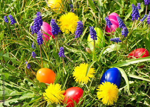 colorful easter eggs on a spring meadow with dandelions