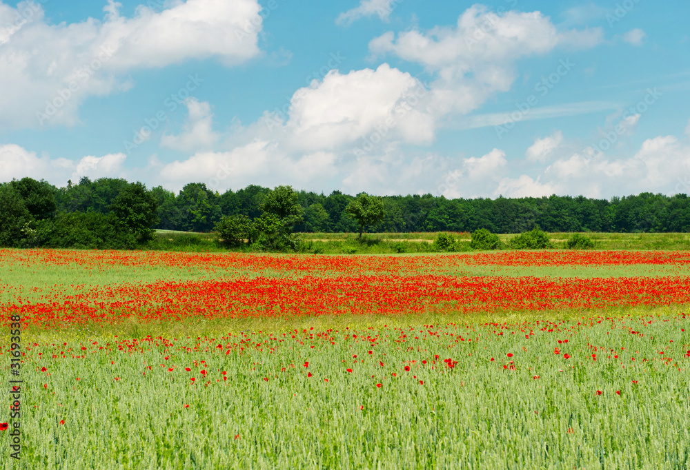 poppy field landscape. blue sky