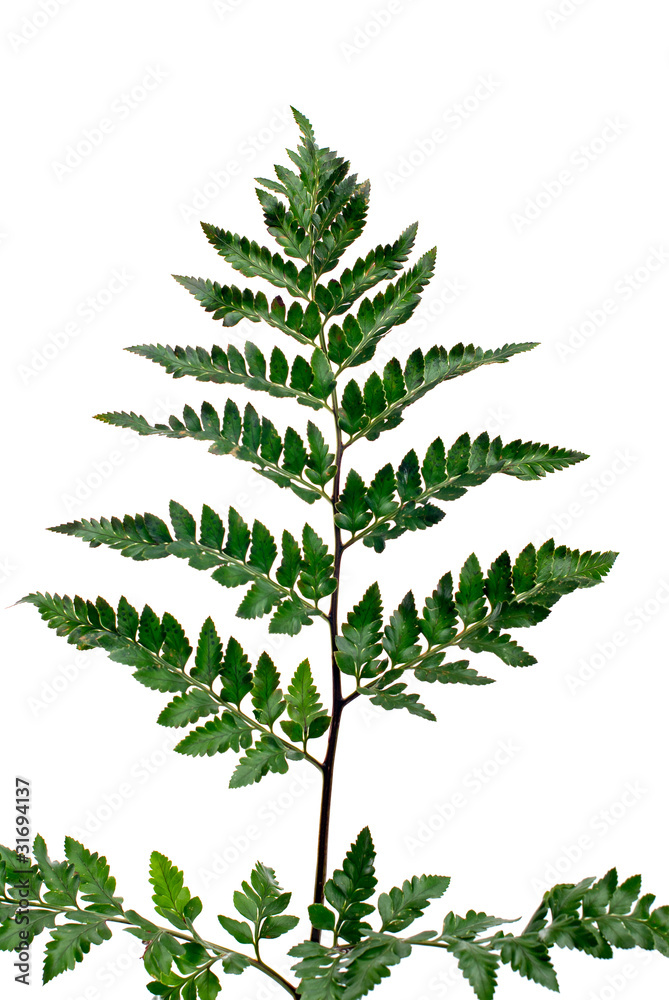 Fern leaf Fern leaf