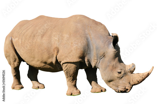 Large White Rhinoceros