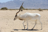 Antelope Addax