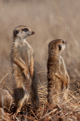 Meerkat lookout © Phillip du Plessis