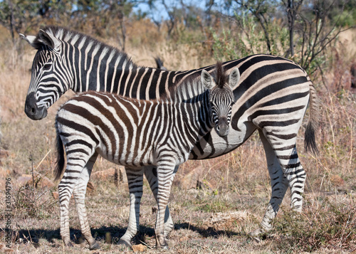 Plains Zebra  mother and foal